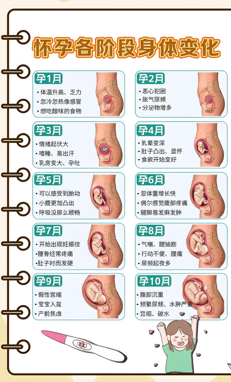 揭秘供卵代孕妈妈怀孕小腹分两节,孕期变化的奥秘武清代生机构:
